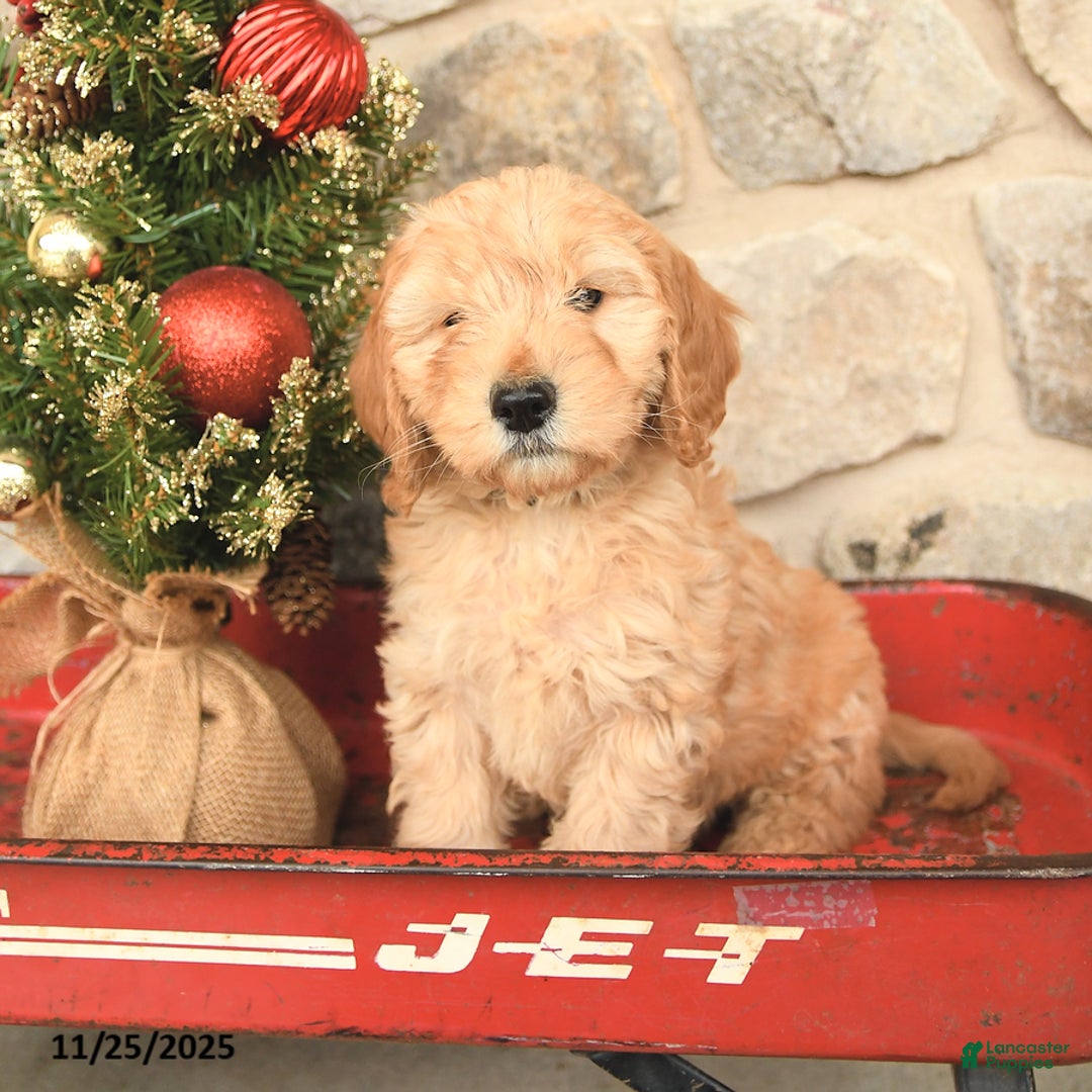 Mini Goldendoodle dogs for sale: Carly - Ad 2