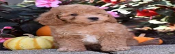 Bichpoo dogs for sale: Charlie - Ad 7