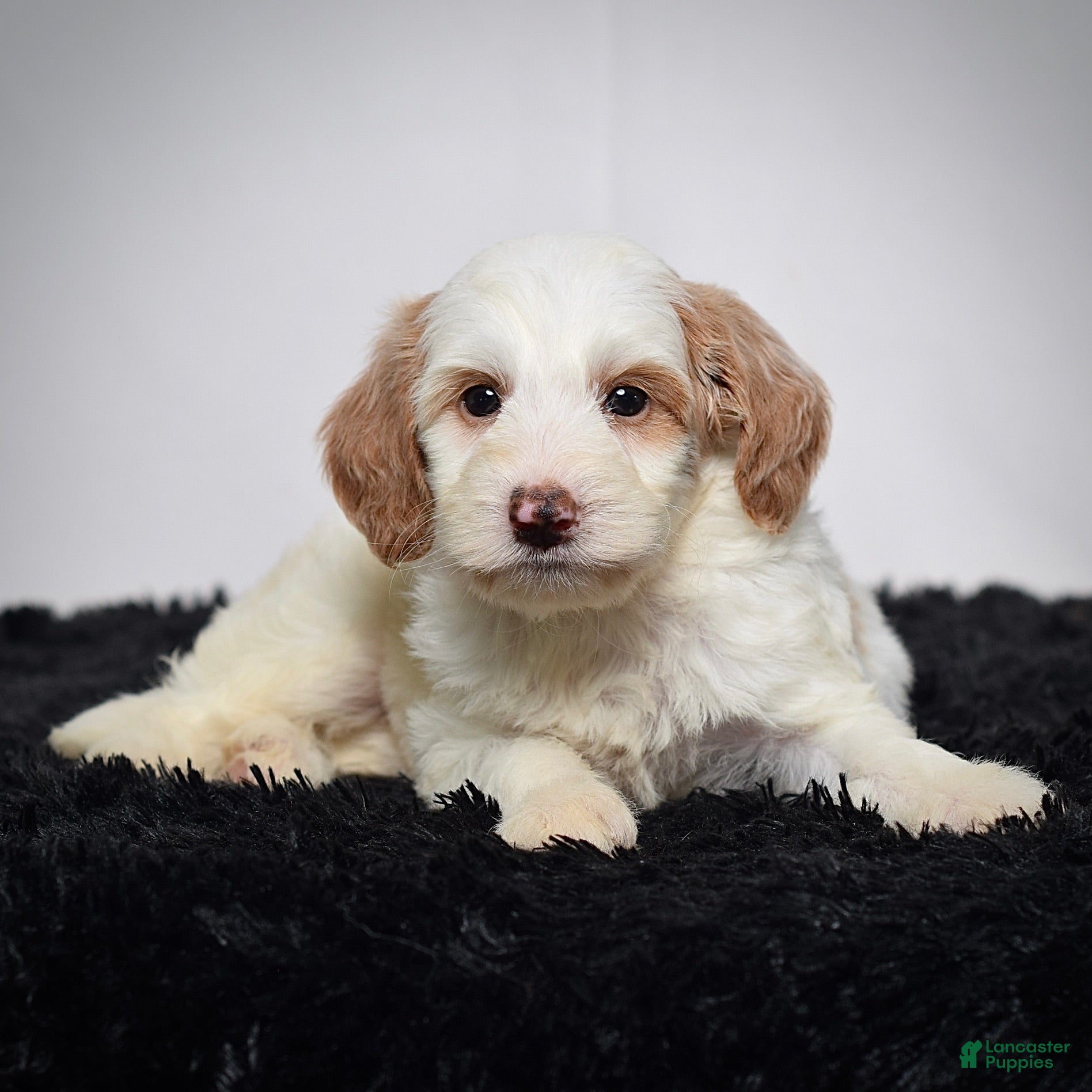 Mini Goldendoodle dogs Ms. Ashley - Ad 2