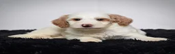 Mini Goldendoodle dogs for sale: Ms. Ashley - Ad 2