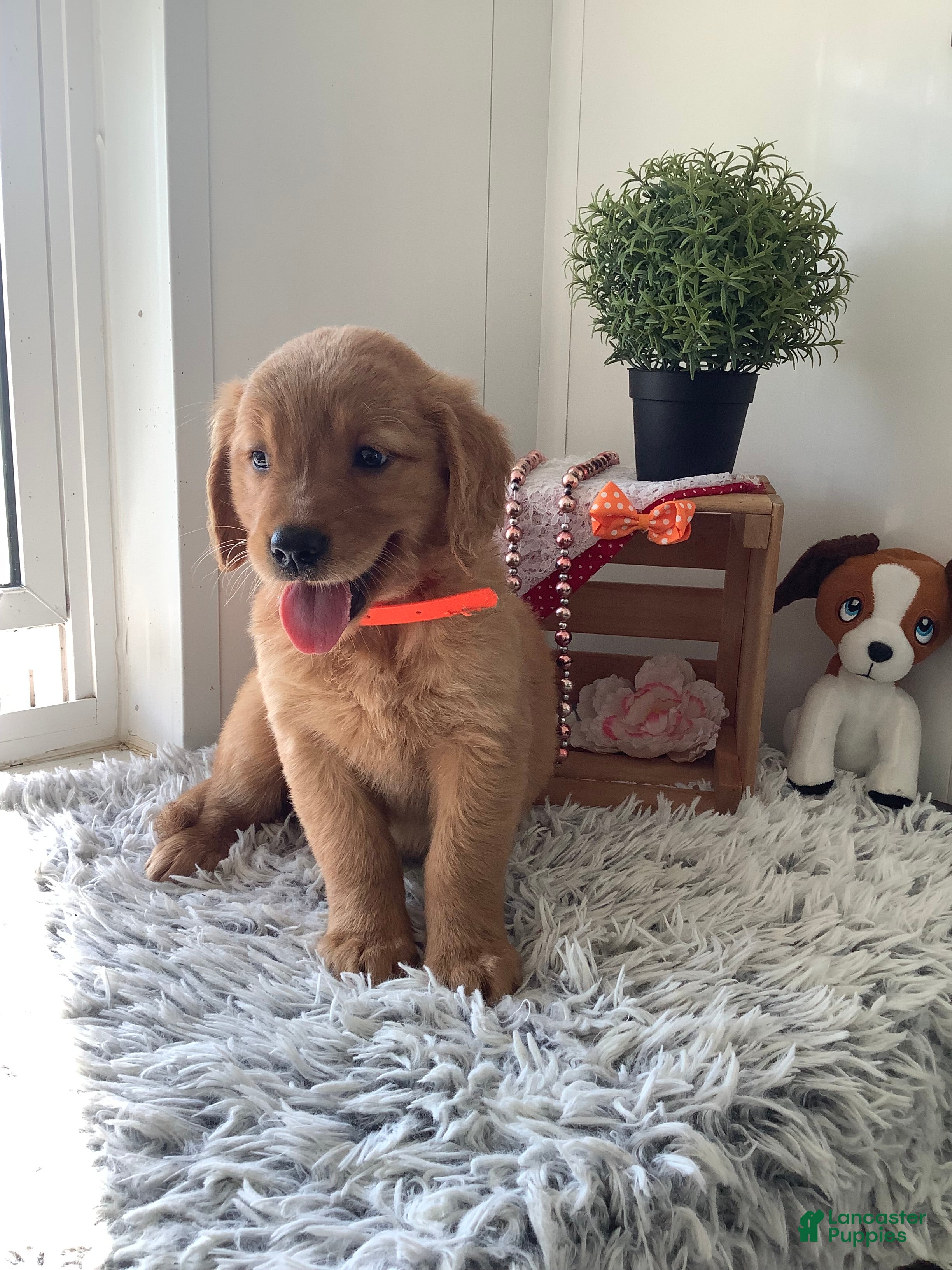 Golden Retriever dogs Golden Retriever 3 Sherry  - Ad 2