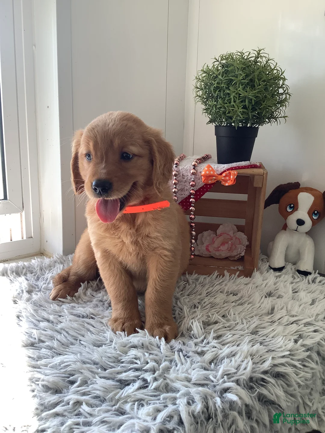 Golden Retriever dogs for sale: Golden Retriever 3 Sherry  - Ad 2