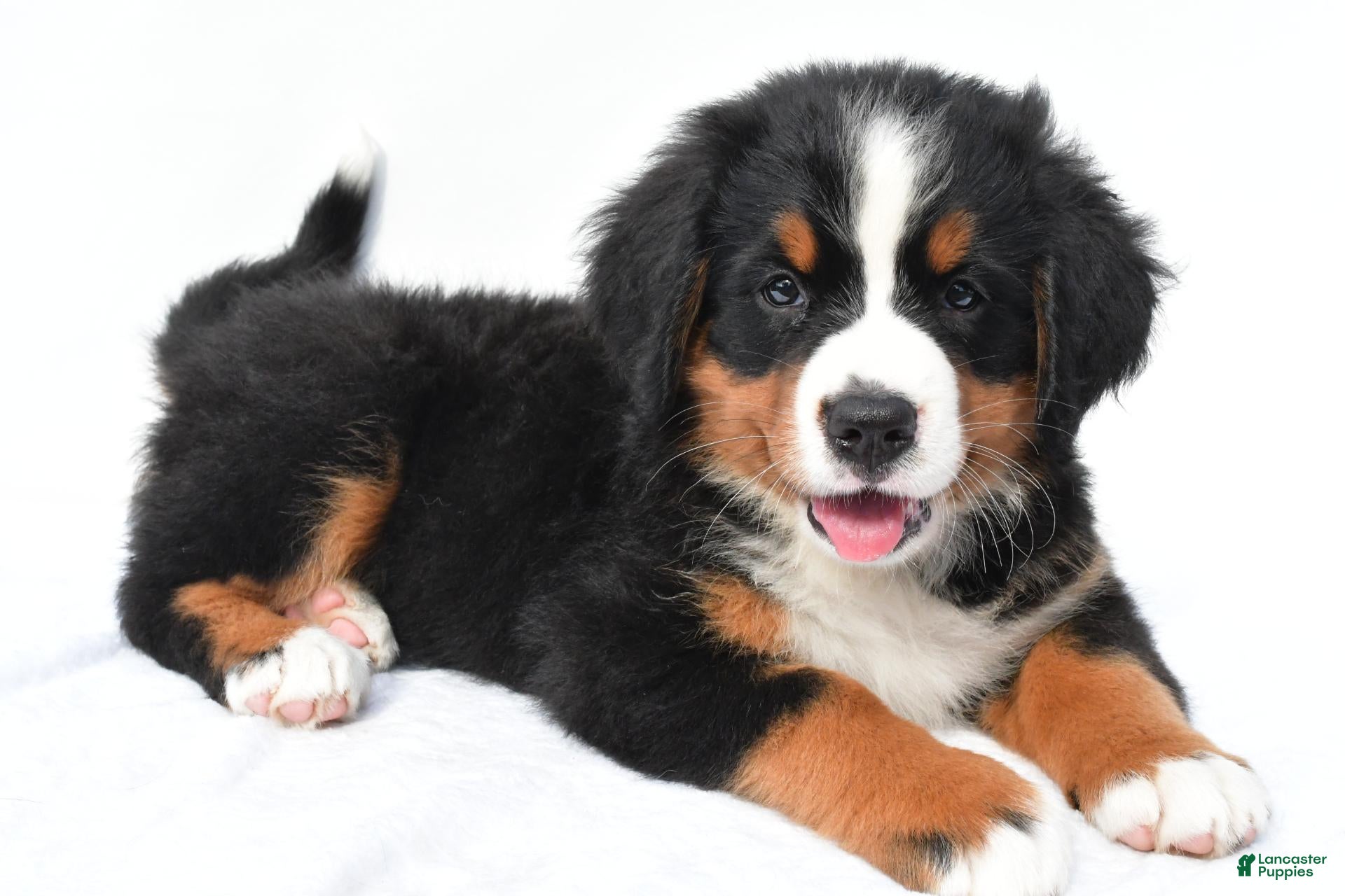 Bernese Mountain Dog dogs Penny - Ad 1