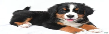 Penny