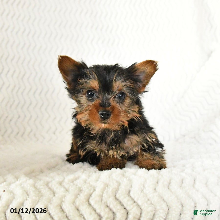 Yorkshire Terrier dogs Arlo - Ad 2