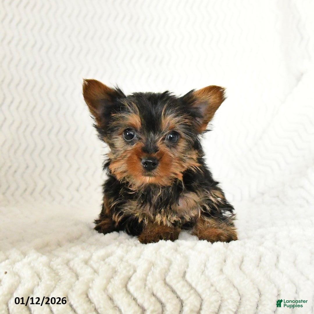 Yorkshire Terrier dogs for sale: Arlo - Ad 2