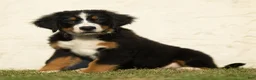 Bernese Mountain Dog dogs for sale: Joey Bernese Mountain Dog  - Ad 3