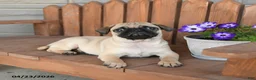 Pug dogs for sale: Asher - Ad 2