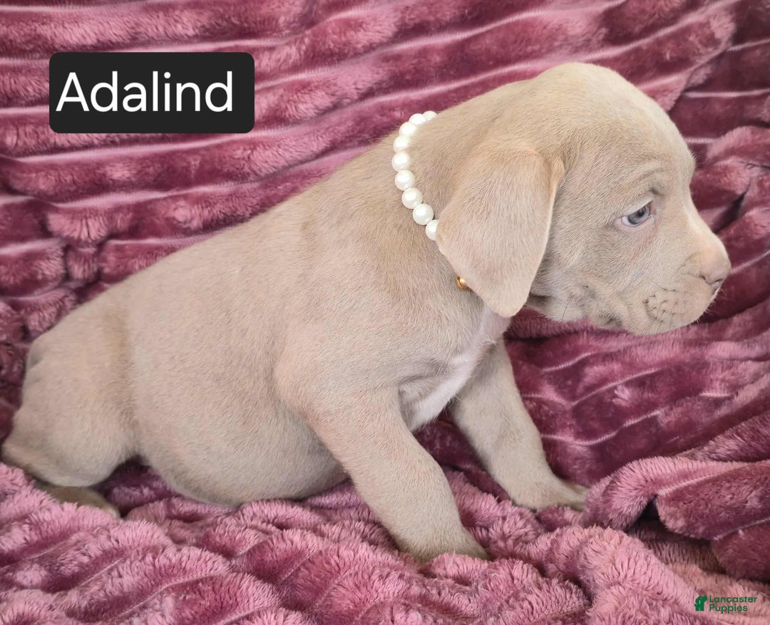 Cane Corso dogs for sale: Adalind - Ad 14