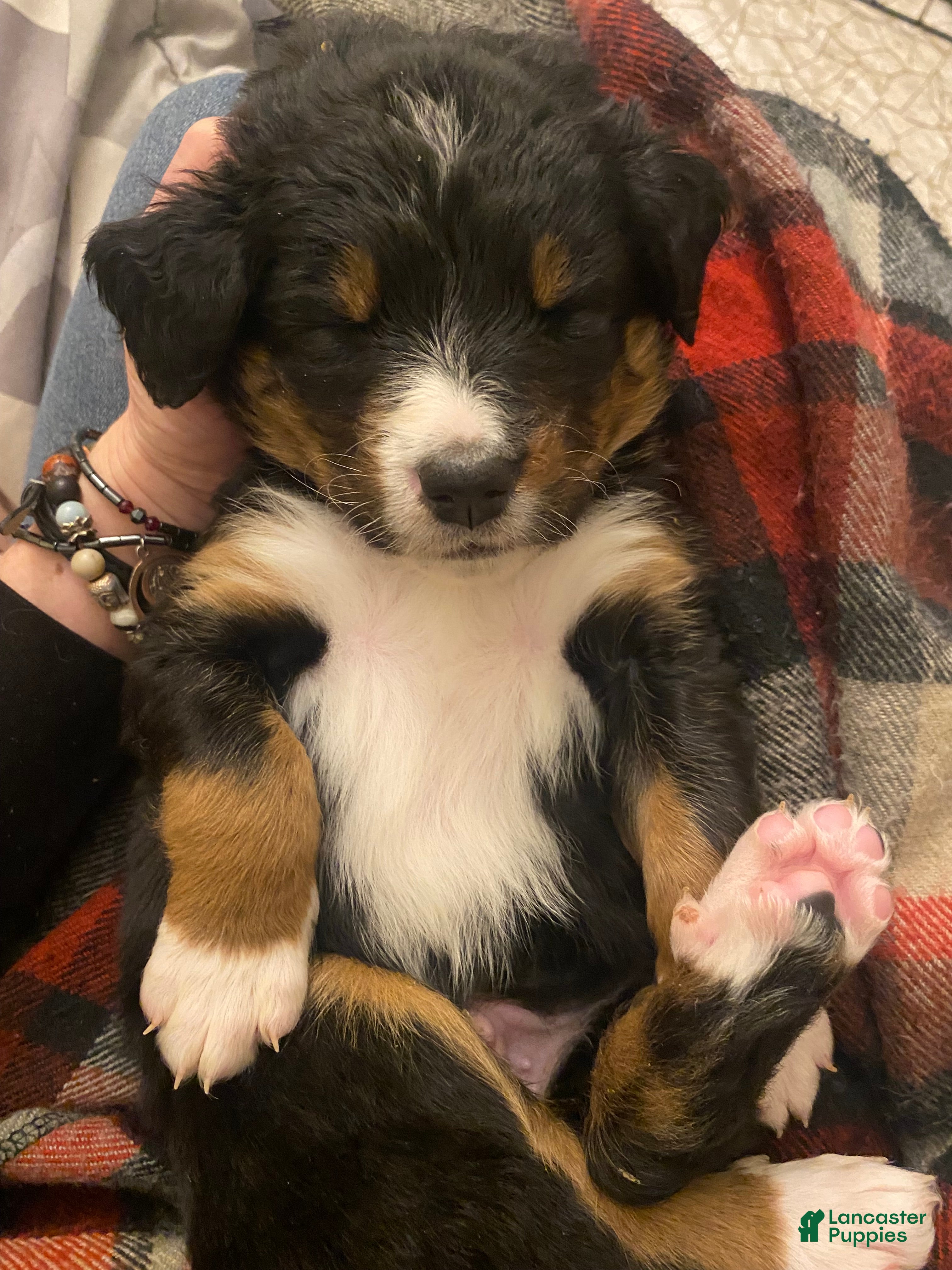 Bernedoodle dogs Bernedoodle Puppy 1 - Ad 27