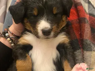 Bernedoodle dogs Bernedoodle Puppy 1 - Ad 27