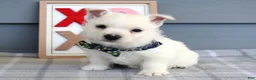 West Highland Terrier dogs for sale: Baxter - Ad 7