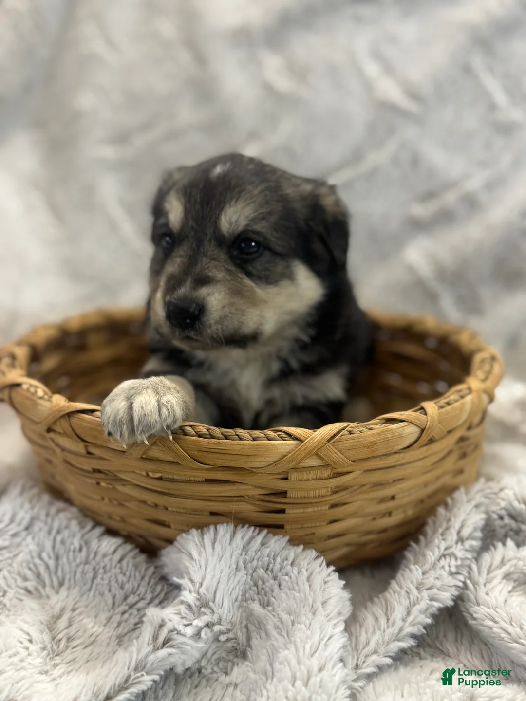 Mixed Breed dogs for sale: Dumpling - Ad 14