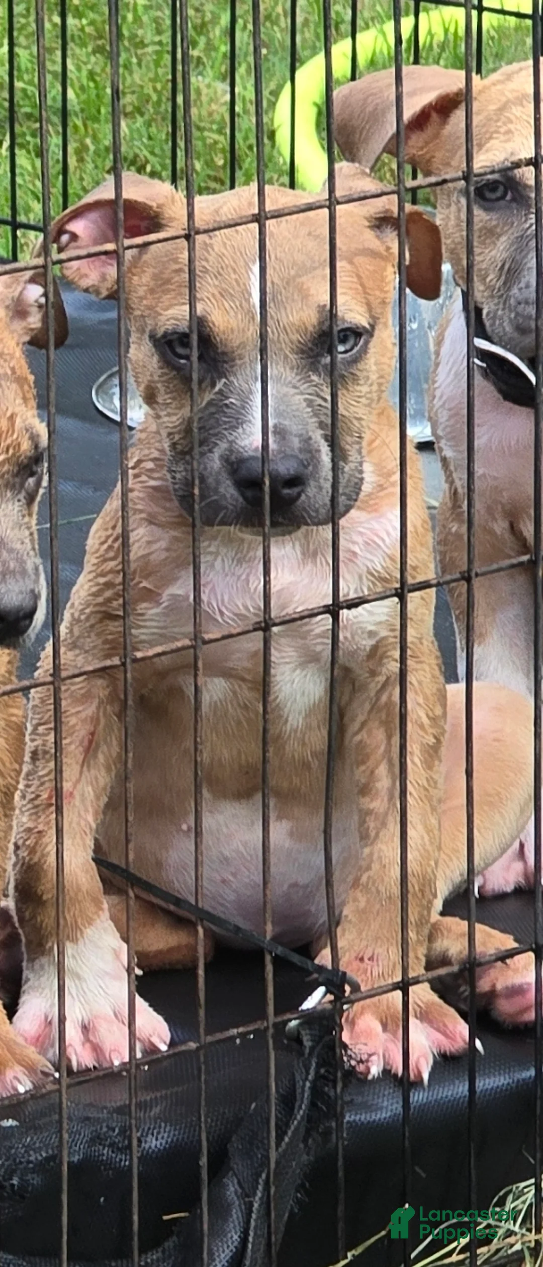 Mixed Breed dogs for sale: Mixed Breed 3 - Ad 1