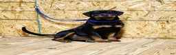 Rottweiler dogs for sale: Bonnie - Ad 6
