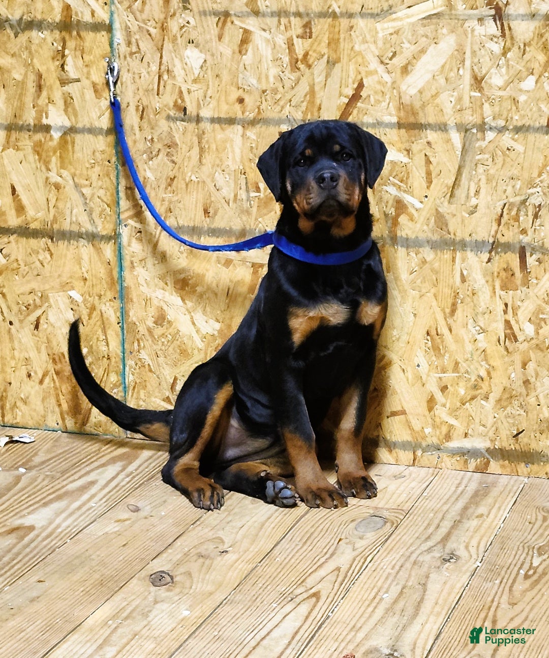 Rottweiler dogs for sale: Bonnie - Ad 6