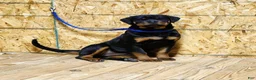 Rottweiler dogs for sale: Bonnie - Ad 6