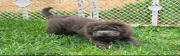 Shar Pei dogs for sale: Blue bear mini - Ad 20