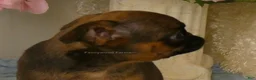 Brussels Griffon dogs for sale: Otis - Ad 8