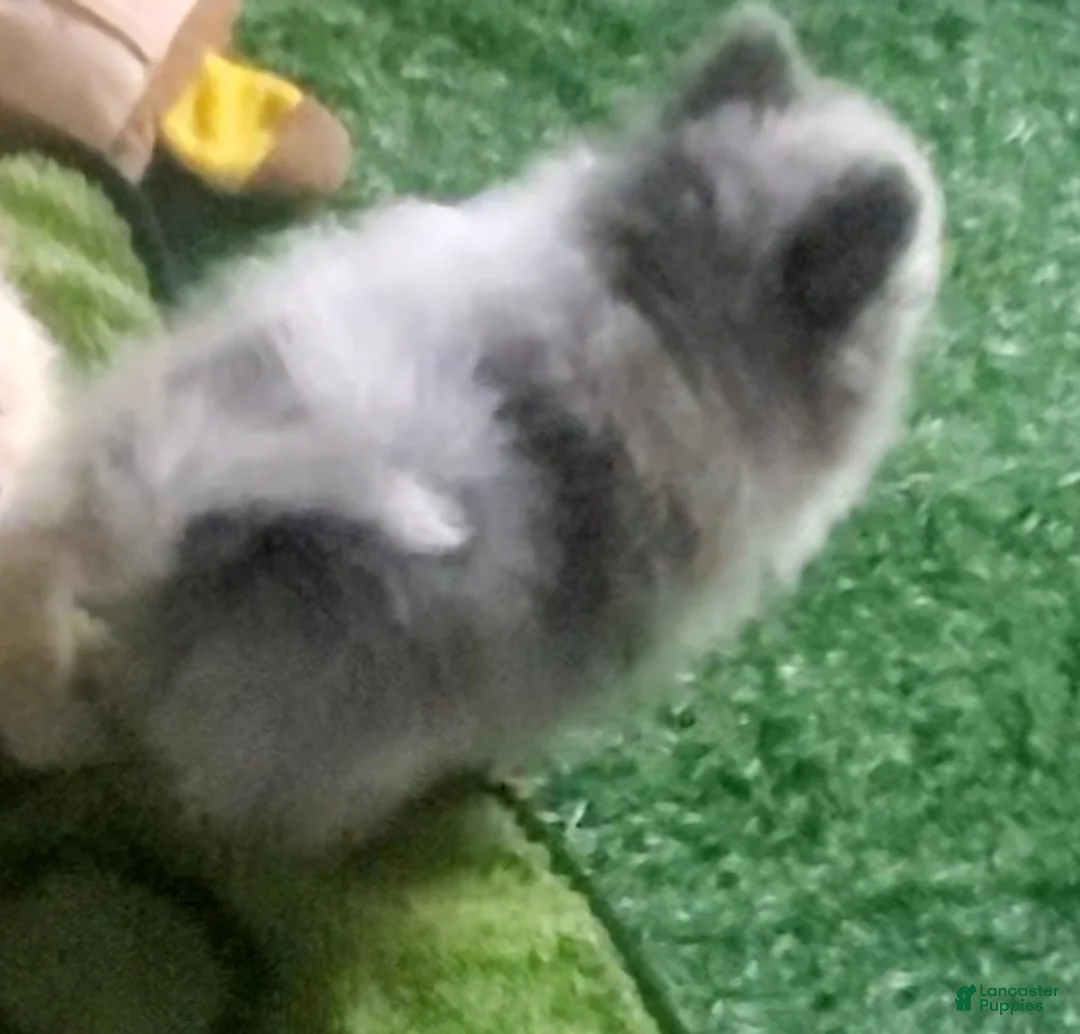 Pomeranian dogs for sale: Ckc Blu - Ad 2