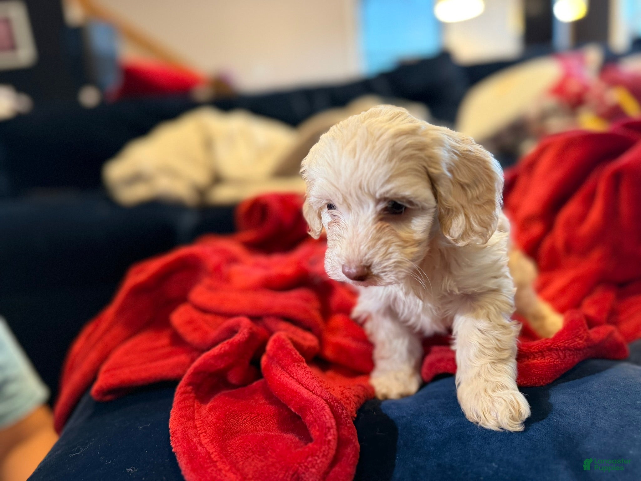 Apricot color Aussiedoodle Puppies for sale | Lancaster Puppies