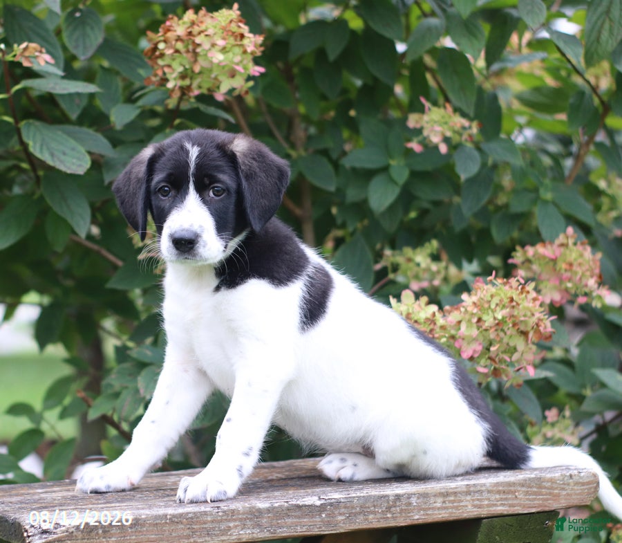 Mixed Breed dogs Sunny - Ad 2