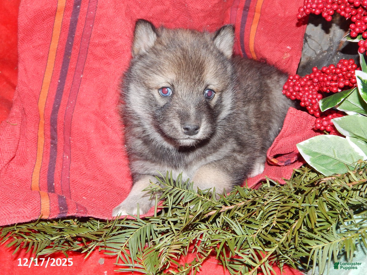 Pomsky dogs Charlie - Ad 8