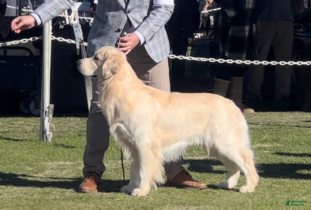 Golden Retriever dogs Golden retriever stud - Ad 2