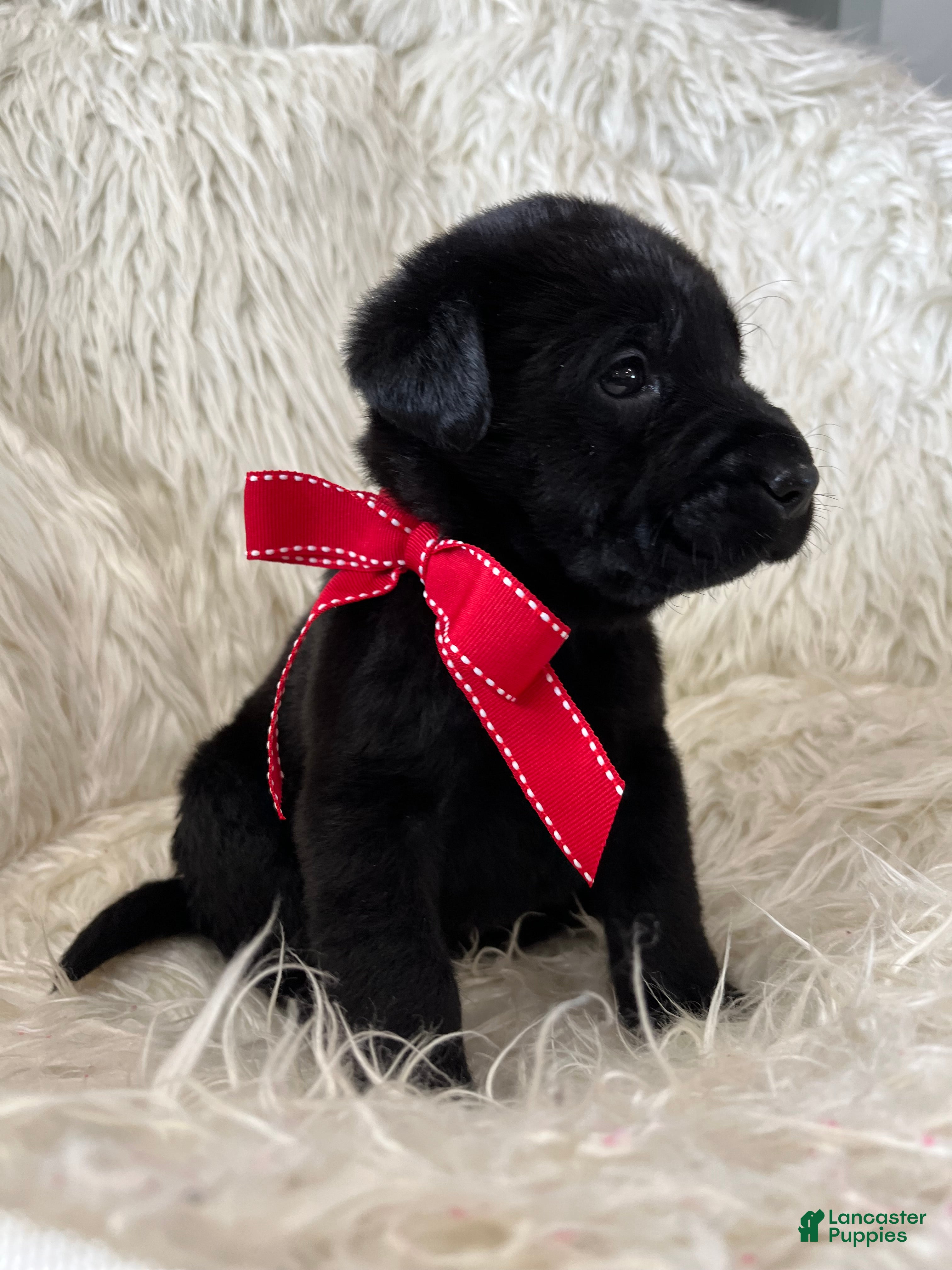 Labrador Retriever dogs Rex - Ad 5