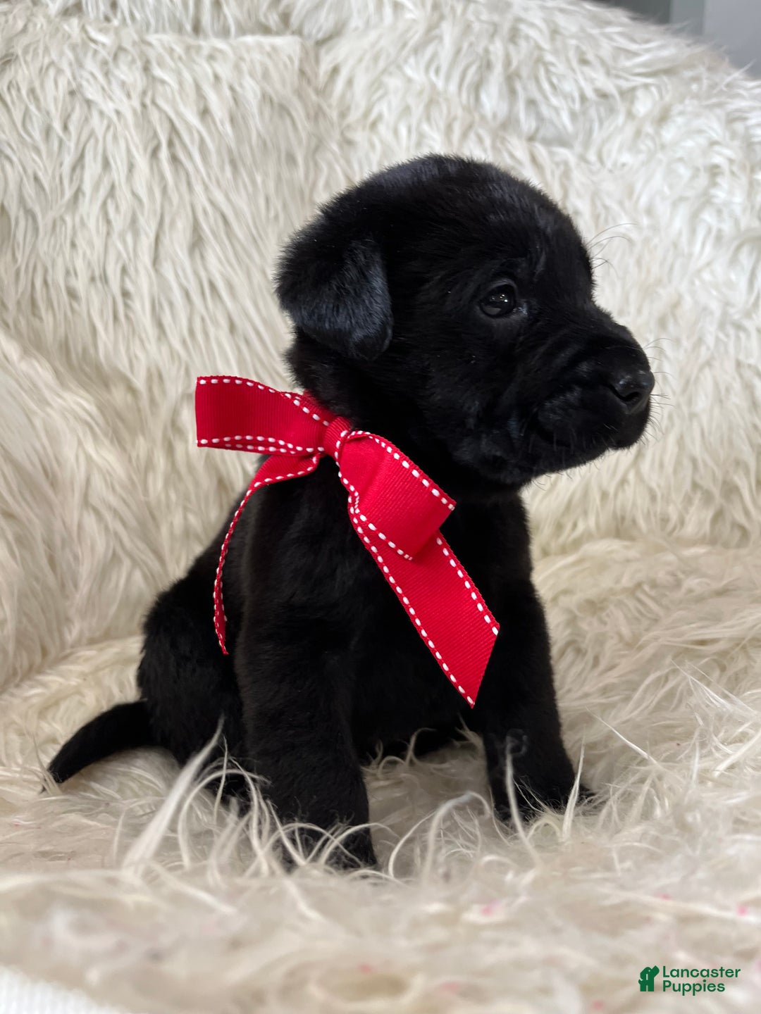 Labrador Retriever dogs for sale: Rex - Ad 1