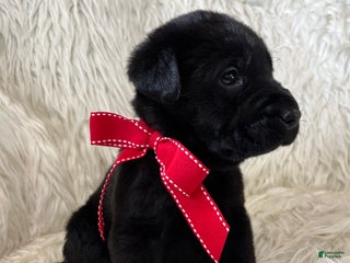 Labrador Retriever dogs Rex - Ad 5