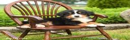 Bernese Mountain Dog dogs for sale: Leo - Ad 3