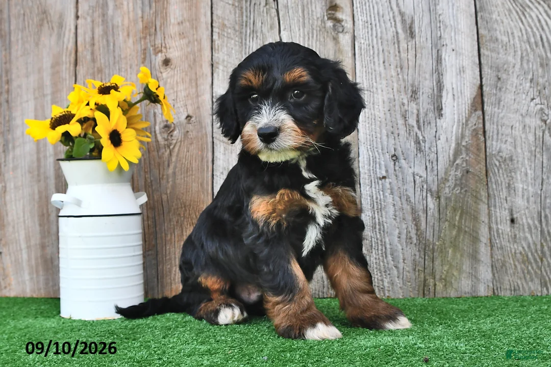 Mini Aussiedoodle dogs for sale: Jordan - Ad 2