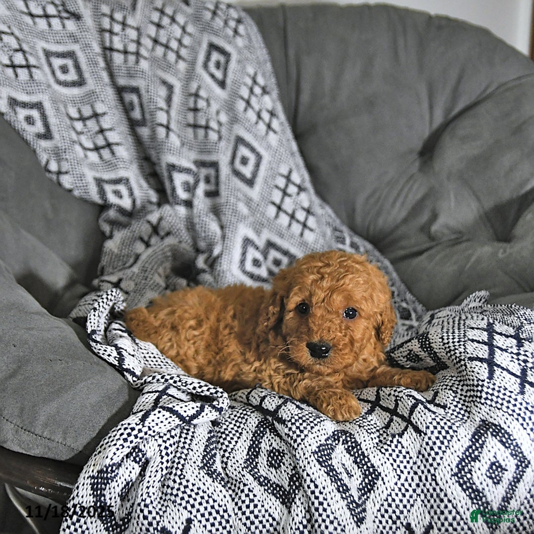 Mini Goldendoodle dogs for sale: Santa   - Ad 3