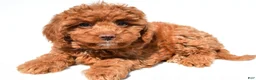 Cavapoo dogs for sale: Julia - Ad 3