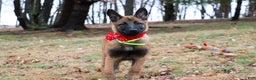 Belgian Malinois dogs for sale: Aria - Ad 3