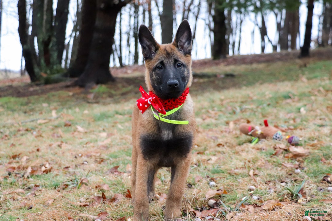 Belgian Malinois dogs for sale: Aria - Ad 3