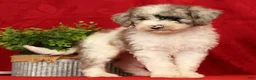 Mini Sheepadoodle dogs for sale: Charlie - Ad 3