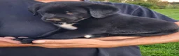 Labrador Retriever dogs for sale: Ernie - Ad 2