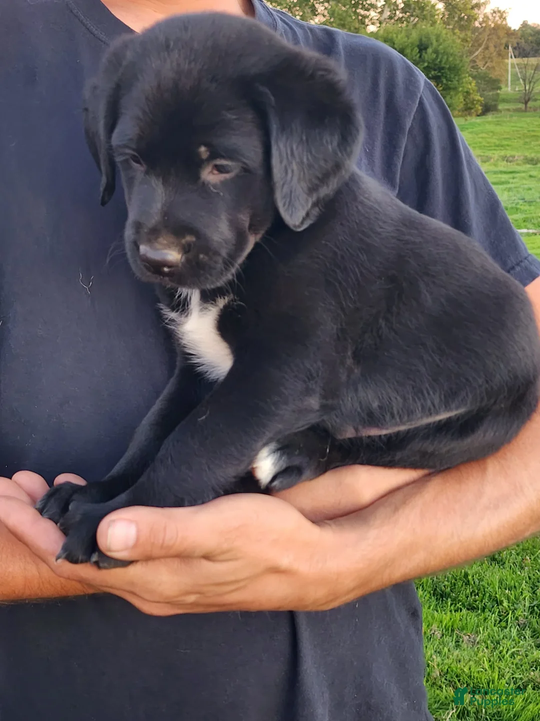 Labrador Retriever dogs for sale: Ernie - Ad 2