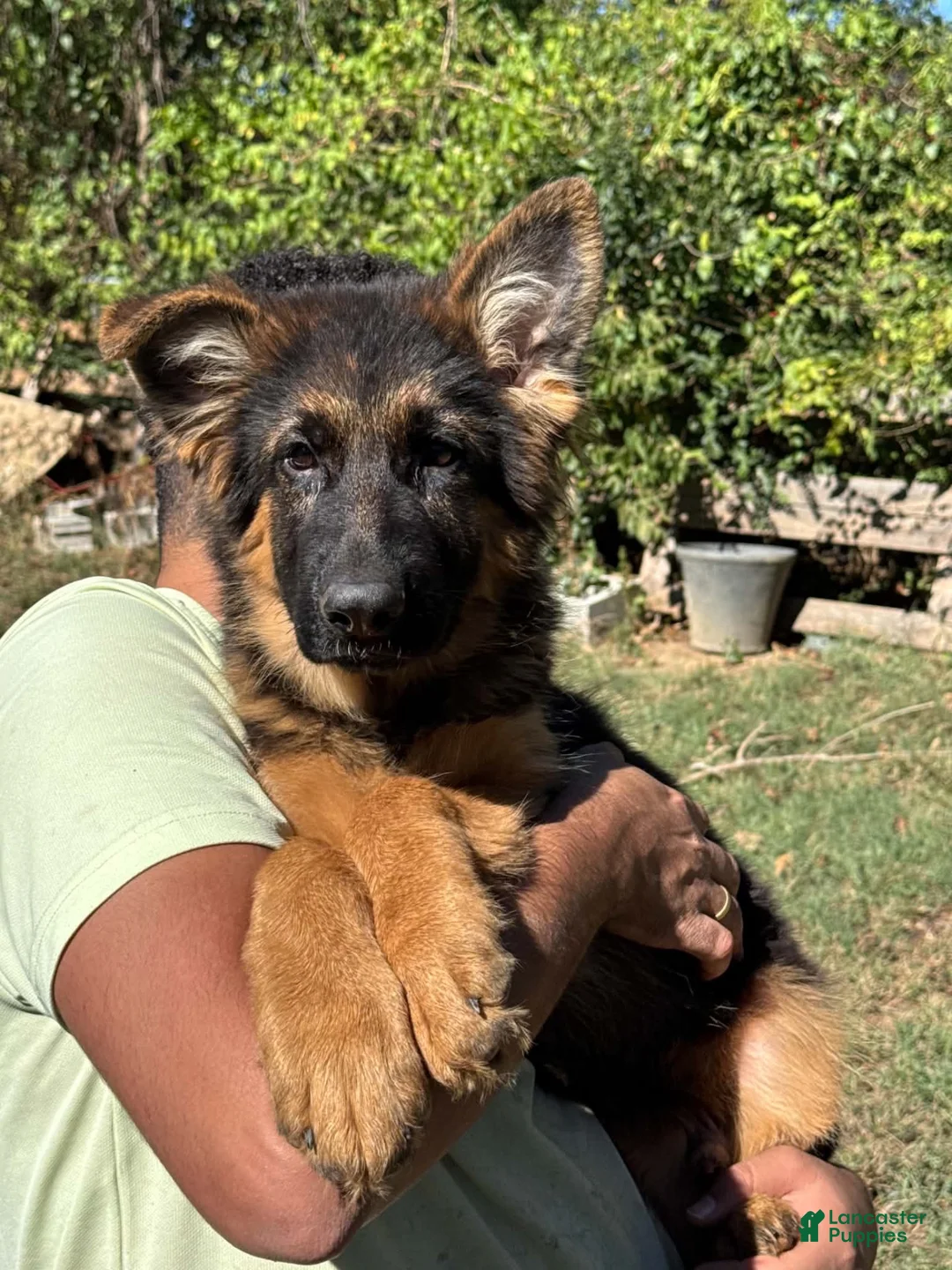 German Shepherd dogs for sale: German Shepherd 2 - Ad 2