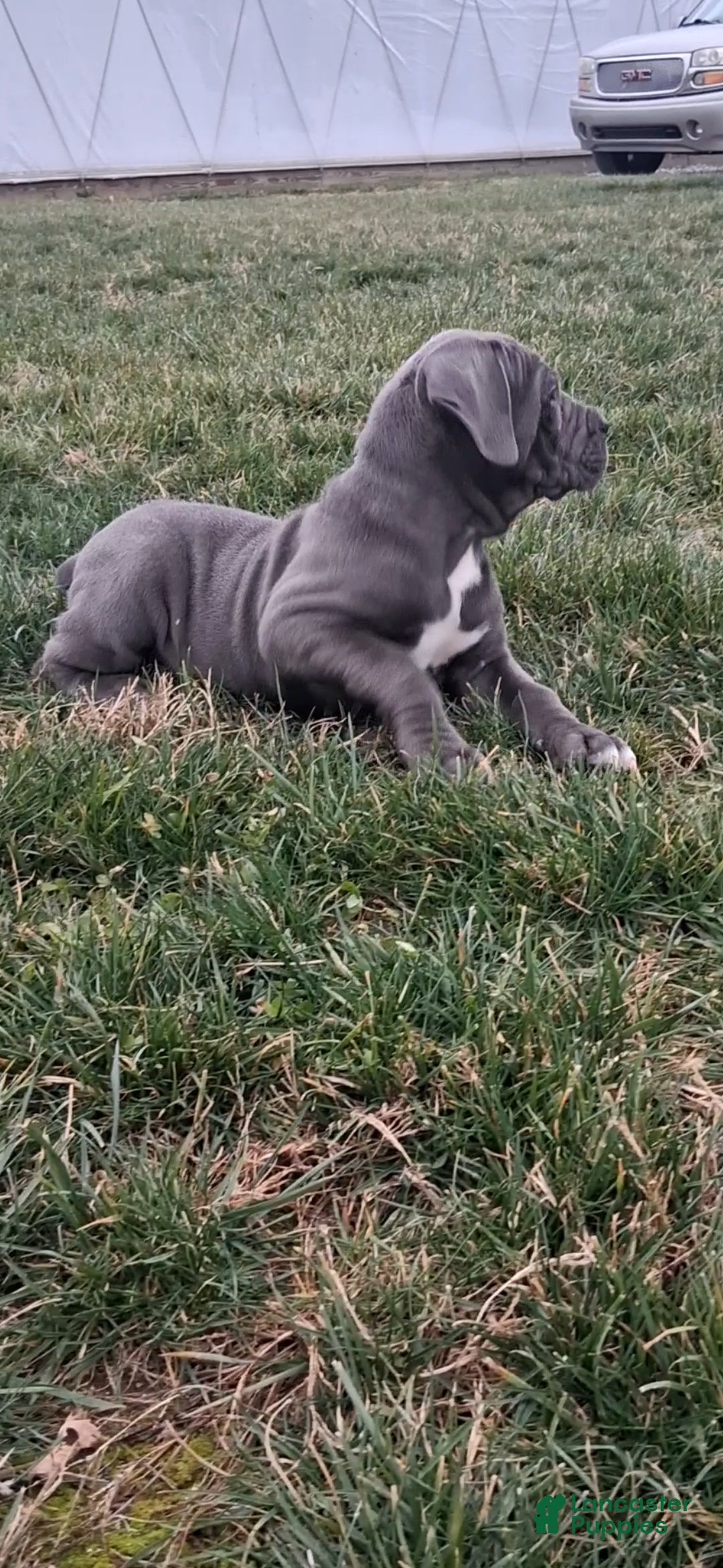 Cane Corso dogs for sale: Sheila - Ad 2