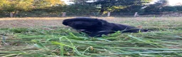 Newfoundland dogs for sale: Abby - Ad 4