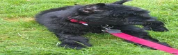 Giant Schnauzer dogs for sale: Giant Schnauzer ruby  - Ad 7