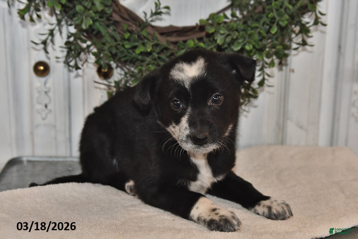 Mixed Breed dogs Joey - Ad 2