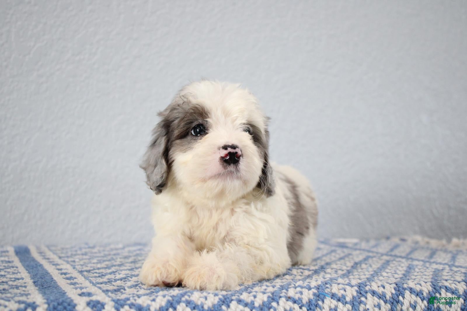 Mini Goldendoodle dogs Vance - Ad 2