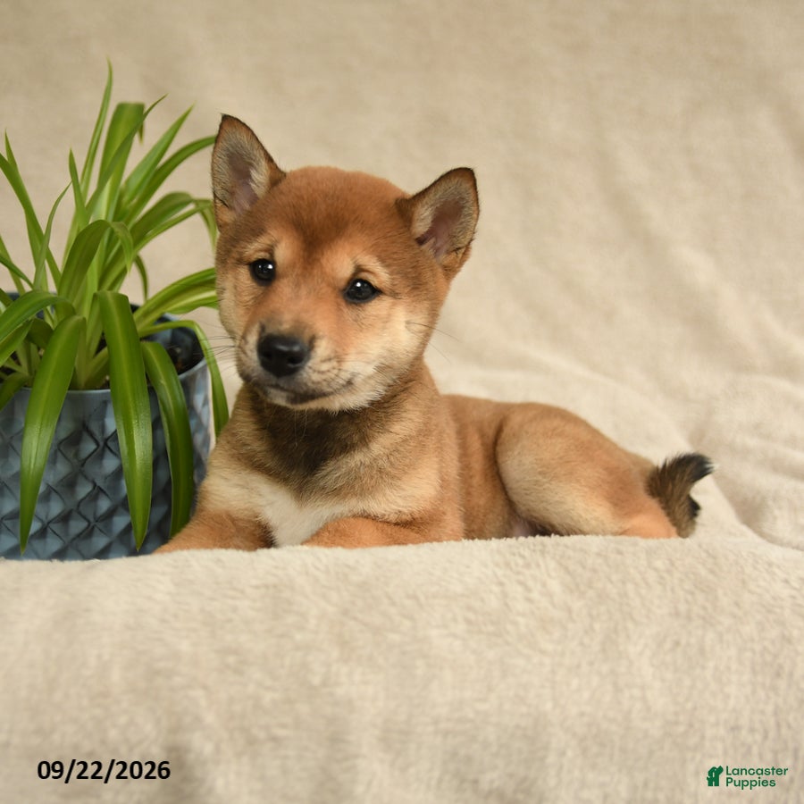 Shiba Inu dogs Iris - Ad 2