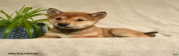 Shiba Inu dogs for sale: Iris - Ad 2