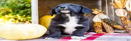 Mixed Breed dogs for sale: Randy Golden Corgi - Ad 3