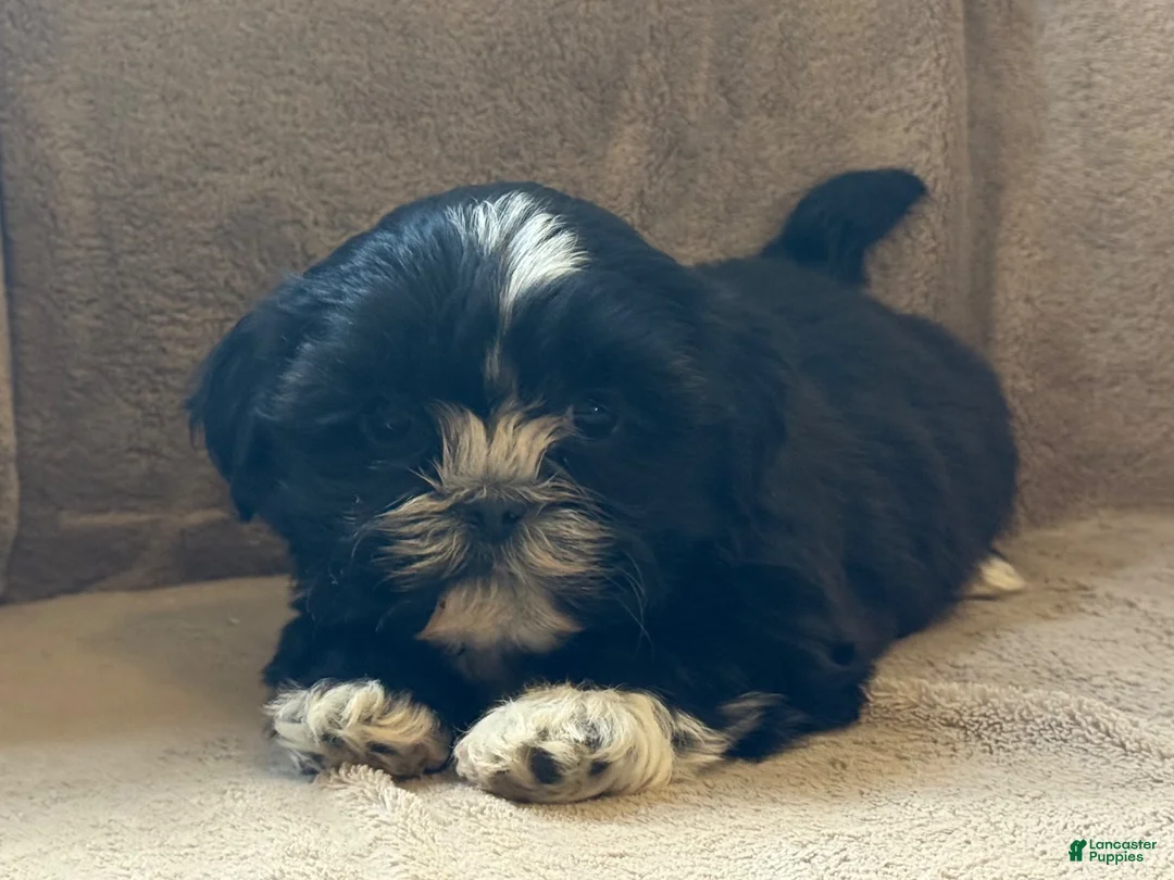 Shih Tzu dogs for sale: Ranae - Ad 6